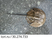 Closeup photo of upper part of horseshoe crab with long tail. Стоковое фото, фотограф Andriy Bezuglov / Фотобанк Лори