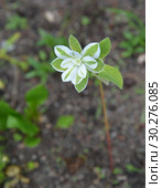 Цветущий молочай окаймлённый (Euphorbia marginata) Стоковое фото, фотограф Ирина Борсученко / Фотобанк Лори
