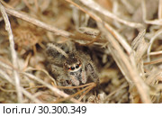 Паук скакун Pellenes seriatus. Стоковое фото, фотограф Богдан Погадаев / Фотобанк Лори