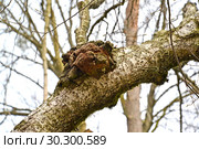Березовый гриб чага (Inonotus obliquus (Ach. ex Pers.) Pil.) на стволе дерева. Стоковое фото, фотограф Ирина Борсученко / Фотобанк Лори