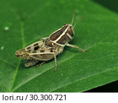 Кобылка Calliptamus italicus. Стоковое фото, фотограф Богдан Погадаев / Фотобанк Лори