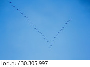 Гуси летят на север. Стоковое фото, фотограф Ирина Рябинина / Фотобанк Лори
