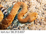 Змея красный гремучник. Red diamond rattlesnake. Стоковое фото, фотограф Галина Савина / Фотобанк Лори