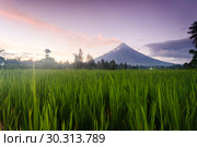 The Mayon Volcano - active volcano rising 2,462 metres, known as the most perfectly cone-shaped volcano. Стоковое фото, фотограф Евдокимов Максим / Фотобанк Лори