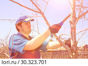 Young handsome man makes spring pruning of fruit trees. Стоковое фото, фотограф Акиньшин Владимир / Фотобанк Лори