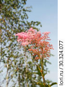 Цветущий красный лабазник (Filipendula rubra) Стоковое фото, фотограф Щеголева Ольга / Фотобанк Лори