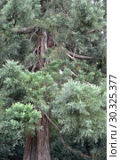 Фрагмент кроны секвойядендрона гигантского (Sequoiadendron giganteum (Lindl.) J. Buchholz ) Стоковое фото, фотограф Ирина Борсученко / Фотобанк Лори