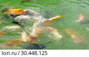 Koi fish and silver carp in pond eating. Стоковое видео, видеограф Игорь Жоров / Фотобанк Лори