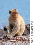 Макак-крабоед (лат. Macaca fascicularis) или яванский макак. Животное на берегу моря в Таиланде (2019 год). Стоковое фото, фотограф Григорий Писоцкий / Фотобанк Лори