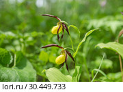 Две дикорастущих цветущих орхидеи Башмачок обыкновенный (Cypripedium calceolus) в естественной среде. Стоковое фото, фотограф Светлана Попова / Фотобанк Лори
