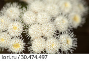 Flora of Gran Canaria - Ageratina adenophora. Стоковое фото, фотограф Tamara Kulikova / Фотобанк Лори