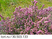 Цветущая эрика травянистая (Erica carnea L.) Стоковое фото, фотограф Ирина Борсученко / Фотобанк Лори