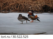 Пара. Утки мандаринки. The Mandarin Duck (Aix galericulata). Стоковое фото, фотограф syngach / Фотобанк Лори