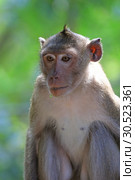 Макак-крабоед (лат. Macaca fascicularis) или яванский макак крупным планом. Стоковое фото, фотограф Григорий Писоцкий / Фотобанк Лори