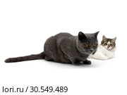 Two cats lying on a white background. Стоковое фото, фотограф Ласточкин Евгений / Фотобанк Лори