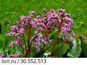 Бадан толстолистный, или Бергения (лат. Bergenia) Стоковое фото, фотограф lana1501 / Фотобанк Лори