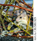 Cute mouse among the branches of flowering willow. Стоковое фото, фотограф Евгений Харитонов / Фотобанк Лори