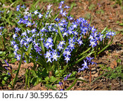 First spring flowers. Chionodoxa forbesii or Forbes' glory-of-the-snow, bulbous perennial. Стоковое фото, фотограф Валерия Попова / Фотобанк Лори