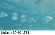 School of Silver moonfish - Monodactylus argenteus swim under surface in the blue water, Indian Ocean, Hikkaduwa, Sri Lanka, South Asia (2019 год). Стоковое видео, видеограф Некрасов Андрей / Фотобанк Лори