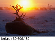 Стадо северных оленей в лесотундре зимой. Grazing herd of reindeer in the forest-tundra in winter. Стоковое фото, фотограф Евгений Романов / Фотобанк Лори