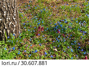 Spring landscape. Blooming meadow near tree. Стоковое фото, фотограф Валерия Попова / Фотобанк Лори