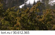 Уральские горы зимой. Морозный день. Куст можжевельника. Ural mountains in winter. Frosty day. Juniper bush. Стоковое видео, видеограф Евгений Романов / Фотобанк Лори