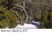 Уральские горы зимой. Морозный день. Куст можжевельника. Ural mountains in winter. Frosty day. Juniper bush. Стоковое видео, видеограф Евгений Романов / Фотобанк Лори