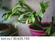 Zigokaktus, rozhdestvennik young sprouts in a pot, close-up. Стоковое фото, фотограф Tetiana Chugunova / Фотобанк Лори