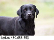 Working labrador, gundog, portrait. Стоковое фото, агентство Ingram Publishing / Фотобанк Лори
