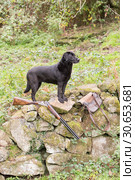 Potrait of a working black labrador, with shotgun and cartridge bag. Стоковое фото, агентство Ingram Publishing / Фотобанк Лори