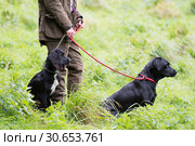 Woman with working gundogs; labrador and cocker spaniel. Стоковое фото, агентство Ingram Publishing / Фотобанк Лори