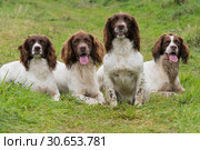 A portrait of four working springer spaniels on a shoot day. Стоковое фото, агентство Ingram Publishing / Фотобанк Лори
