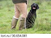 A working black labrador at heel. Стоковое фото, агентство Ingram Publishing / Фотобанк Лори
