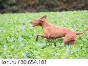 Wire-haired Hungarian Vizsla running in a field of kale. Стоковое фото, агентство Ingram Publishing / Фотобанк Лори