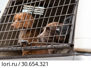Gundogs waiting in the pick-up to start the next drive. Стоковое фото, агентство Ingram Publishing / Фотобанк Лори