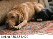 . Стоковое фото, фотограф Celine Peniston-Bird / Ingram Publishing / Фотобанк Лори