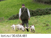 Man walking his four working springer spaniels. Стоковое фото, агентство Ingram Publishing / Фотобанк Лори