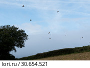 Pheasants flushing on a shoot day. Стоковое фото, агентство Ingram Publishing / Фотобанк Лори