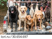 Dogs on the game cart with melanistic pheasants and mallard. Стоковое фото, агентство Ingram Publishing / Фотобанк Лори