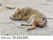 Sweet Dreams. Golden jackal (Canis aureus) sleeping. Стоковое фото, фотограф Валерия Попова / Фотобанк Лори