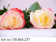 Two light yellow-red roses on a pink background. Стоковое фото, фотограф Катерина Белякина / Фотобанк Лори