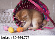 Beautiful kitten Breed British Shorthair Golden Chinchilla color playing with painted eggs on the background of the basket. Стоковое фото, фотограф Ирина Кожемякина / Фотобанк Лори