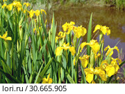 Цветущий ирис ложноаировый, сорт Gold  (Iris pseudacorus L.) на фоне водоема. Стоковое фото, фотограф Ирина Борсученко / Фотобанк Лори