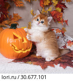 The kitten breed British shorthair, Golden Chinchilla color, stands and leans two paws on the pumpkin on a background of autumn leaves. Halloween celebration. Стоковое фото, фотограф Ирина Кожемякина / Фотобанк Лори