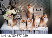 Adorable kittens breed British shorthair with green eyes. Five kittens Golden Chinchilla color, and one Blue Golden Chinchilla color. Group portrait. Стоковое фото, фотограф Ирина Кожемякина / Фотобанк Лори