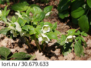 Морозник, или Зимовник (лат. Helleborus) Стоковое фото, фотограф Илюхина Наталья / Фотобанк Лори