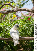 White yellow-crested cockatoo sitting in the garden on a tree branch. Стоковое фото, фотограф Юлия Бабкина / Фотобанк Лори