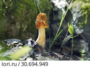 Шапочка сморчковая (Verpa bohemica) - первый весенний гриб. Стоковое фото, фотограф Dmitry29 / Фотобанк Лори