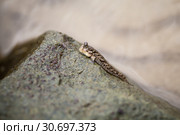 Barred mudskipper sits on stone (2019 год). Стоковое фото, фотограф EugeneSergeev / Фотобанк Лори