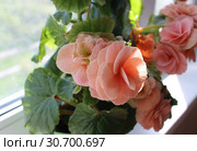 Бегония клубневая (Begonia tuberhybrida) на подоконнике. Стоковое фото, фотограф Елена Орлова / Фотобанк Лори
